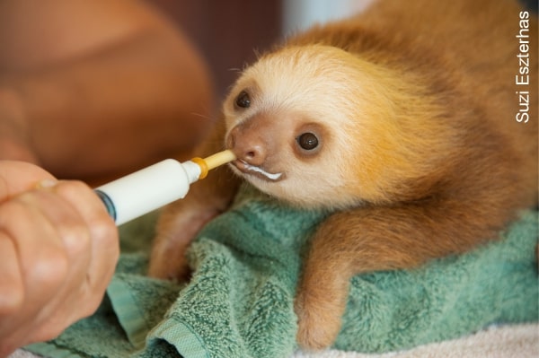 Why are sloths one of the cutest animals in the world? - SloCo