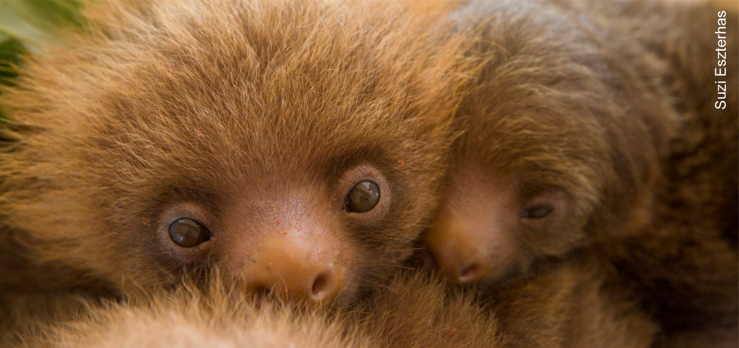 Why are sloths one of the cutest animals in the world? - SloCo
