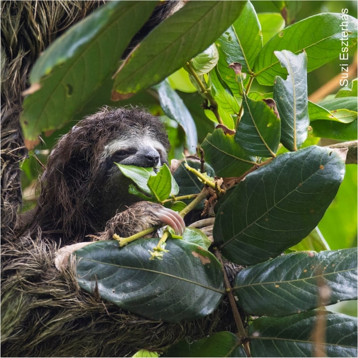 baby sloth eating leaves