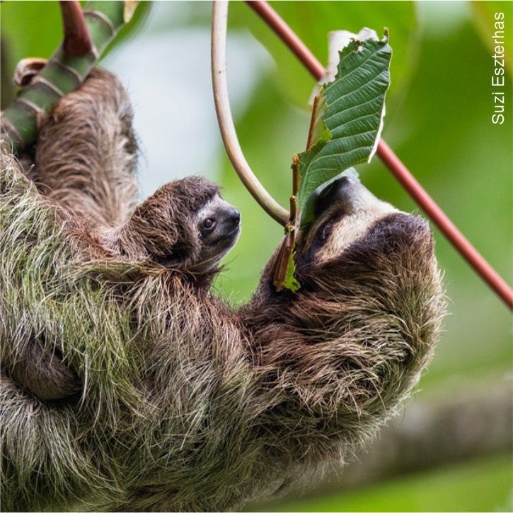 sloth eating fruit