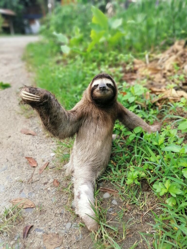 sloth on the road