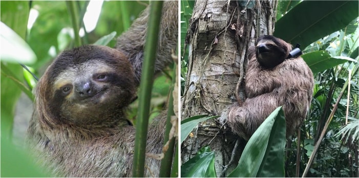 sloths recap
