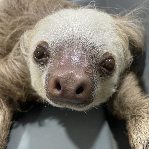 freckels sloth