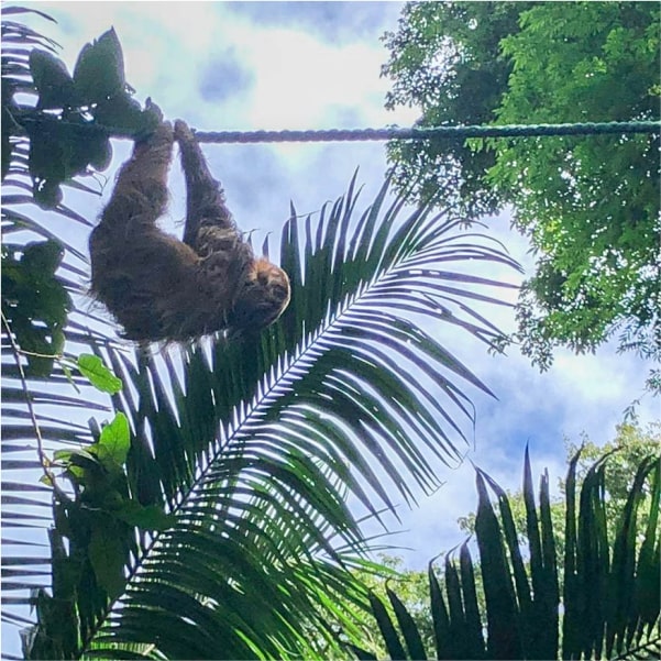 sloth using a wildlife bridge