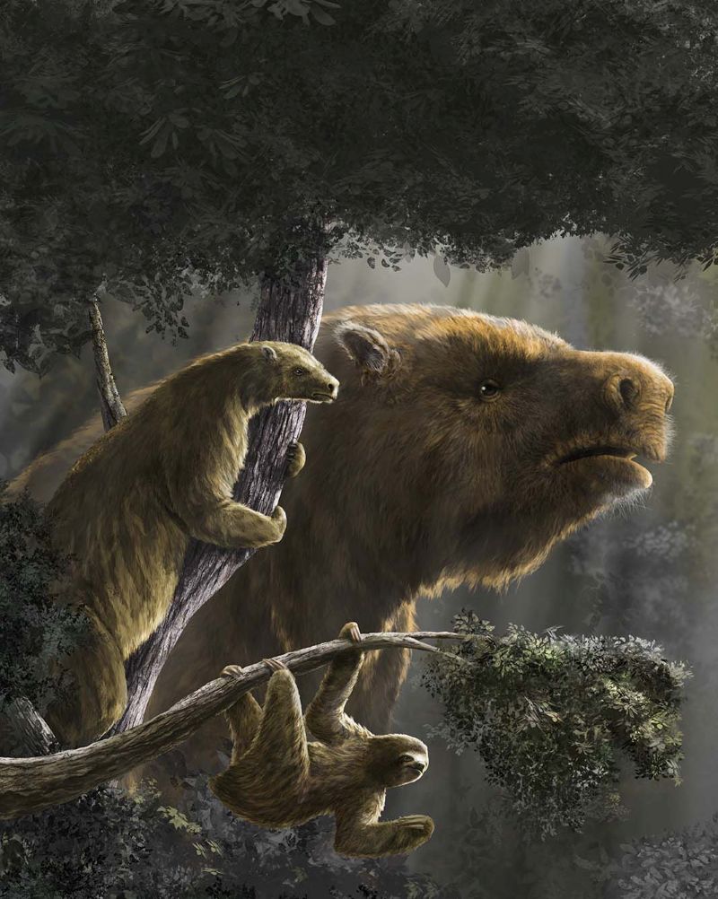 Sloths repeatedly evolved large and small body sizes according to their grade of terrestriality/arboreality. At the bottom, Bradypus tridactylus; at the left, Hapalops elongatus; in the background, Megatherium americanum. Illustration by Diego Barletta.
